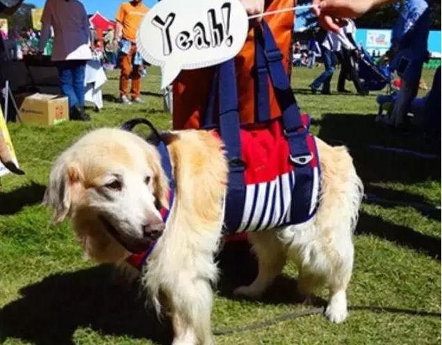 蘑菇蘑菇狗狗舞完整版 e63c436085d34a68b076fdf704766a36.jpeg