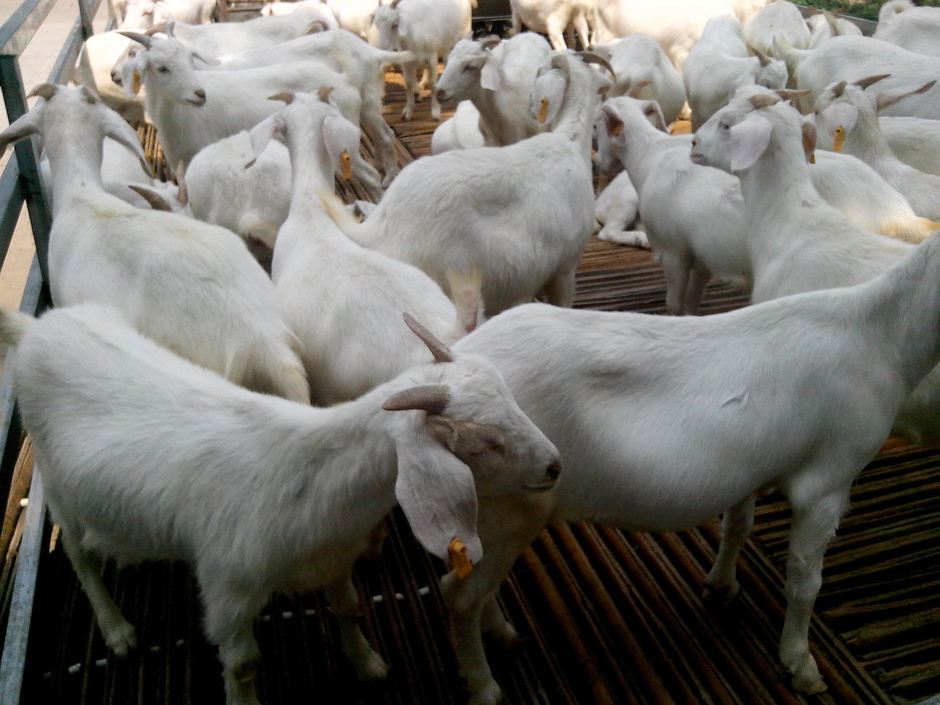 肉食羊养殖技术养殖育肥羊需要注意些什么