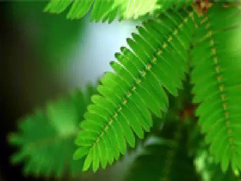 植物也能预报天气