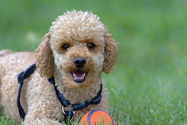 最受欢迎的狗狗小型犬 ebb6a552cda945cc8734e0c577862913.jpeg