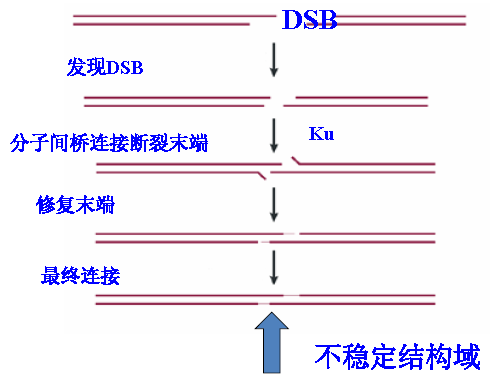 基因克隆的原理是什么_传承红色基因手抄报(2)