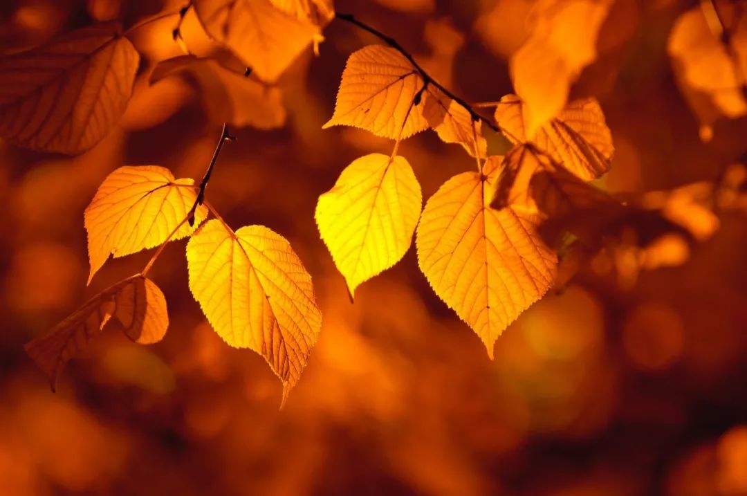 秋老虎用日语怎么说?日语中关于秋天的词