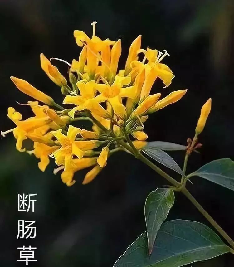 每日一花 断肠草(钩吻,全株有剧毒