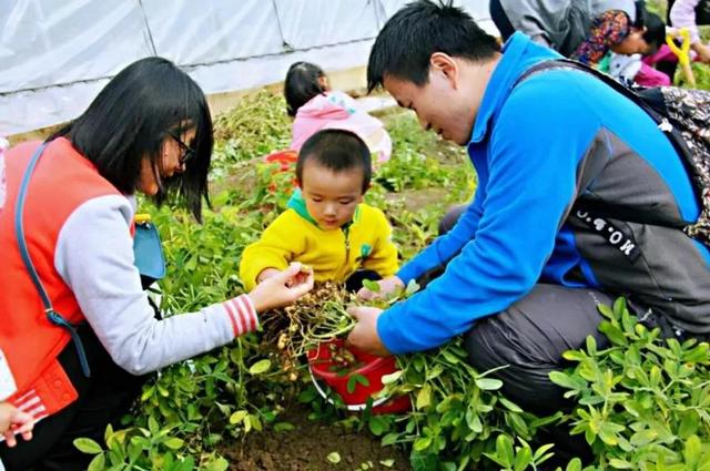 秋收大作战刨花生/挖红薯2019年秋天我们来点不一样的