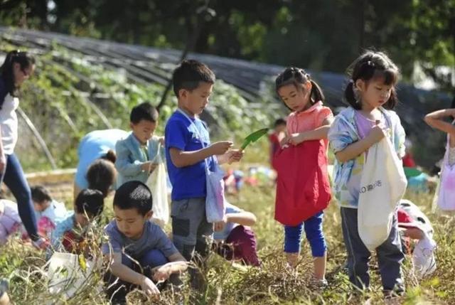 秋收大作战刨花生/挖红薯2019年秋天我们来点不一样的