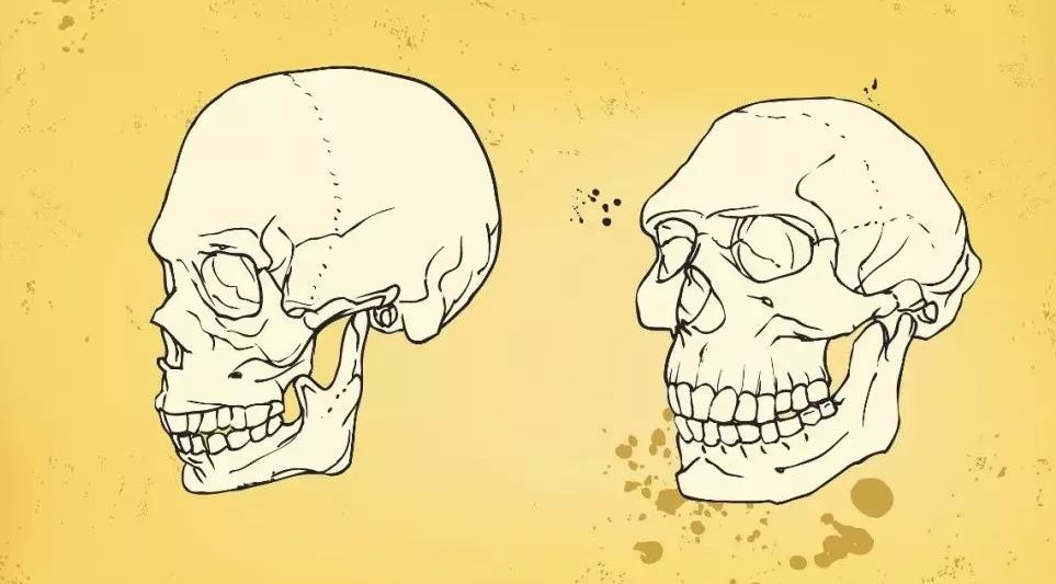 380万年前的猿人头骨,告诉你不一样的"人类进化史"