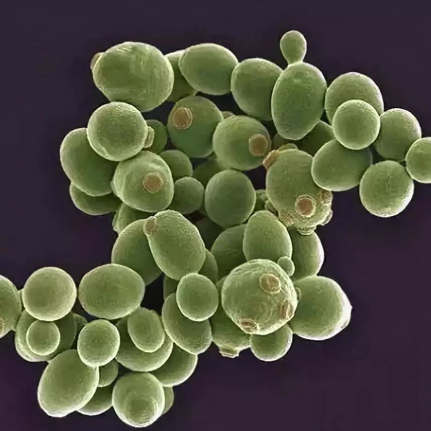 真菌 酸腐病的病原真菌是酵母菌,它在自然界中普遍存在,酵母菌可以