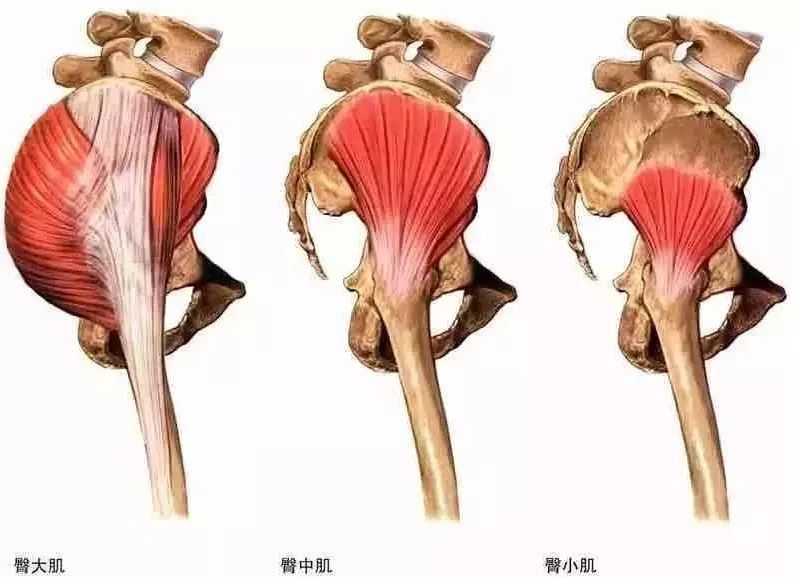 立刻行动起来,在办公室里久坐不动,臀部肌肉会发生萎缩,不仅外观变得