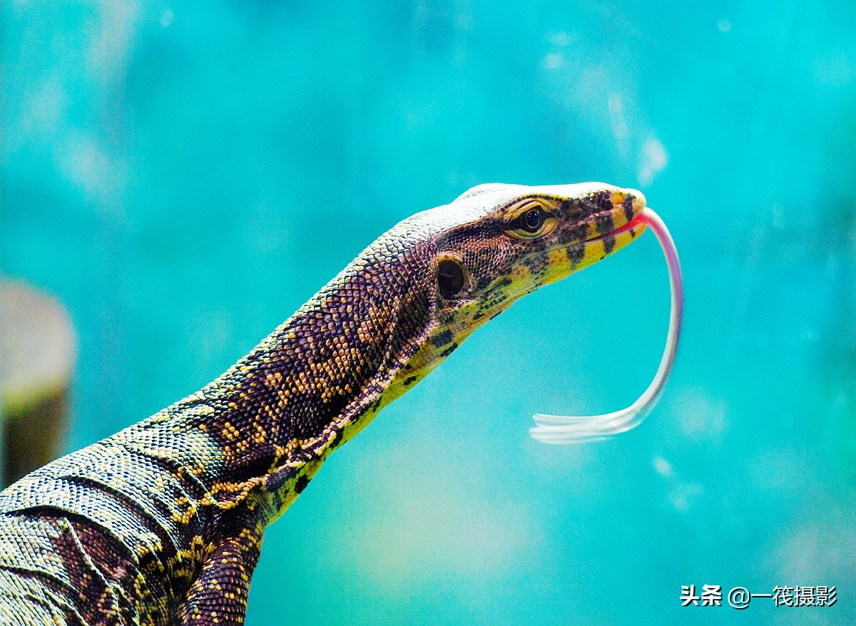 水巨蜥,中国蜥蜴中最大的一种,世界第二大蜥蜴
