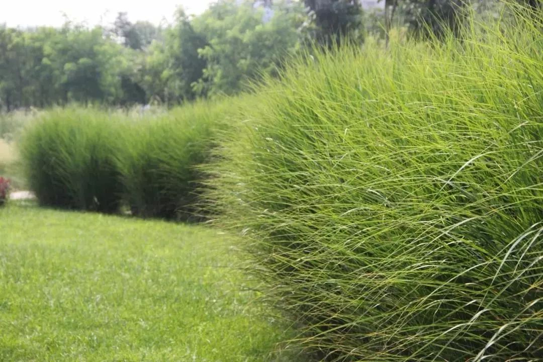 防风人口研究_中药防风图片