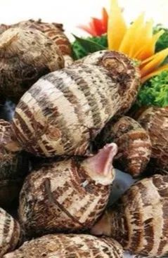 九个月可以吃芋头吗 2a7213a9ed8940c097d0df97e2cb205c.jpeg