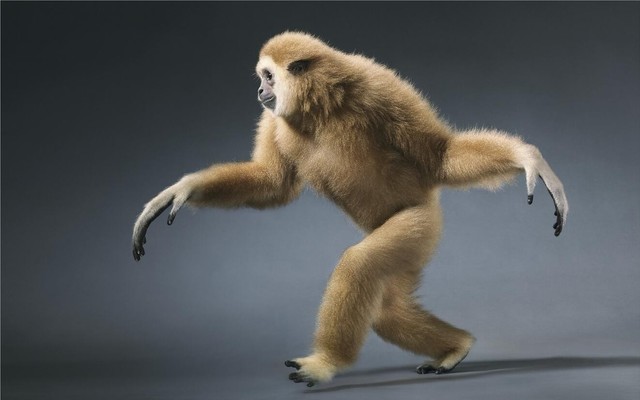 世上什么动物有灵性 2db68b143f914c689fd88ecbfe01866d.jpeg