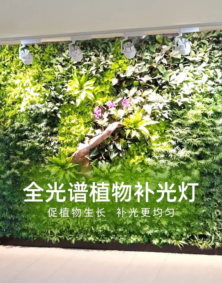 室内植物墙为什么要加植物补光灯