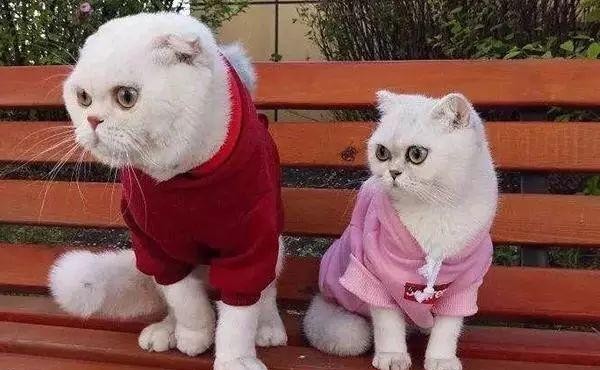 抖音粉丝排行榜_2022抖音粉丝排行榜100位(2)