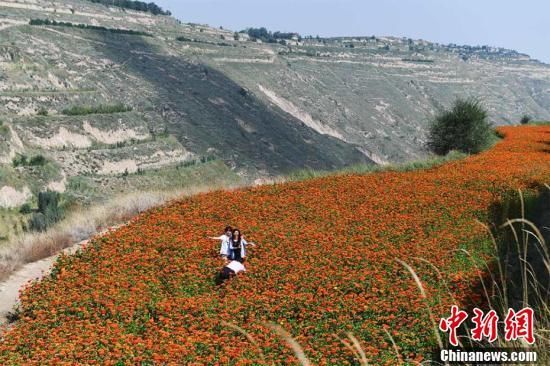 兰州荒山变七彩花海黄土山峦如彩带