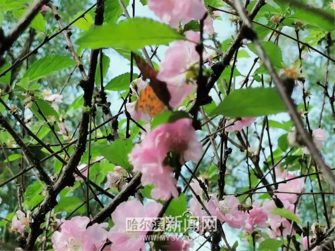 这里的"春花"也开了,"玲玲台风雨"前,抓紧去拍照打卡啊|你是春天的花