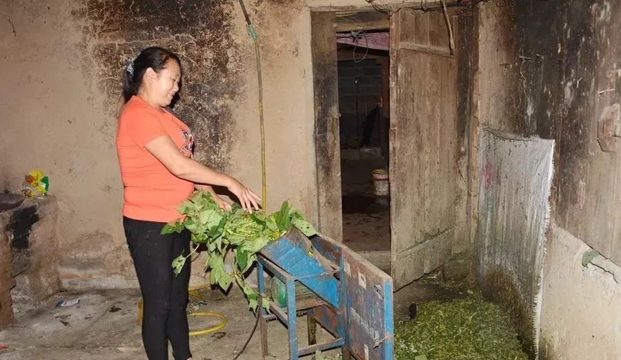 人物│刘道菊女能手撑起半边天