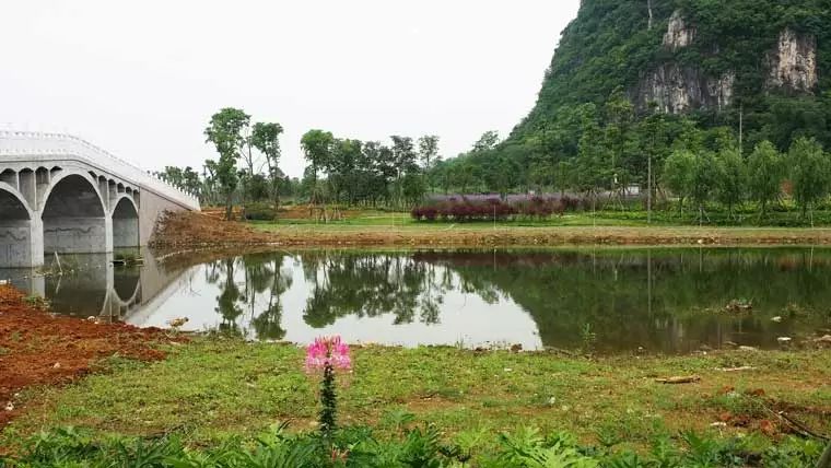 期待柳州首个湿地公园国庆开放大量美照曝光