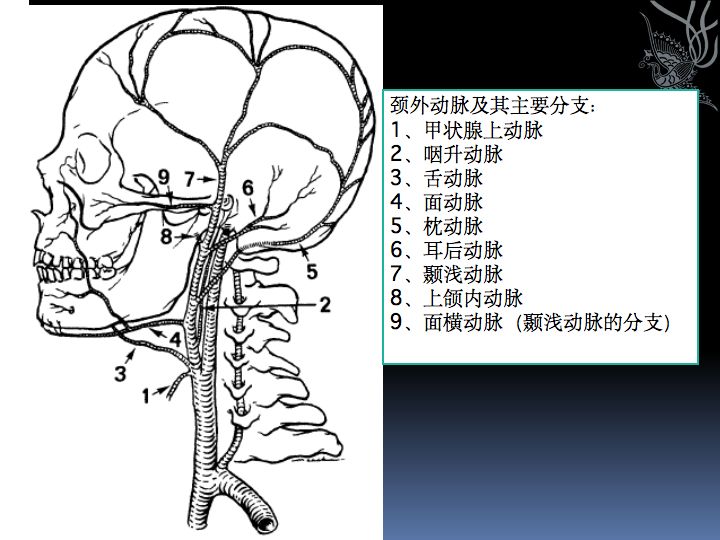 神经解剖| 脑及颈部血管造影图谱