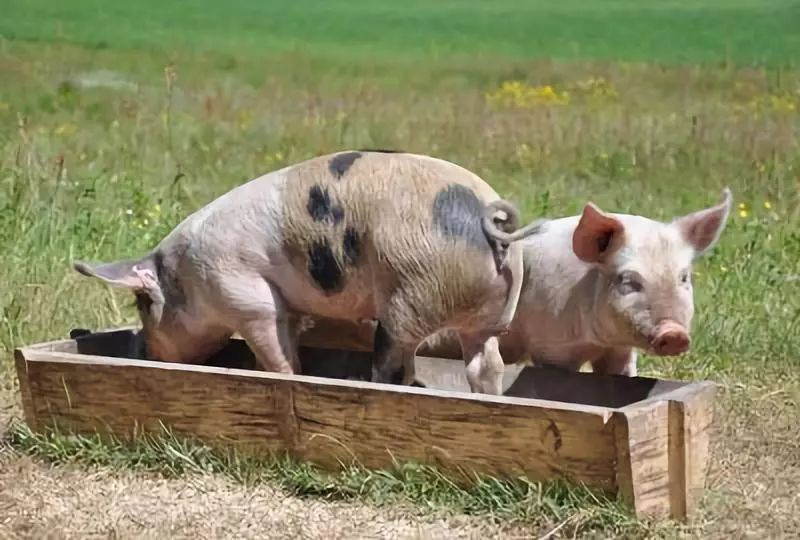 傻人猪心 5f88c4a6ab5a4d449b494e5a5521fbd6.jpeg