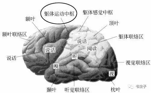 图2-12 大脑中的躯体运动中枢对于人类大脑皮层中的运动区有下列功能