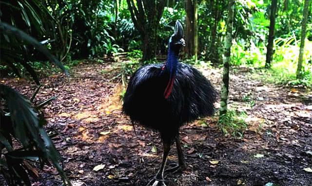 世界上「最兇」的一種鳥，爪子外形就像匕首，棲息在熱帶雨琳！ 寵物 第4張