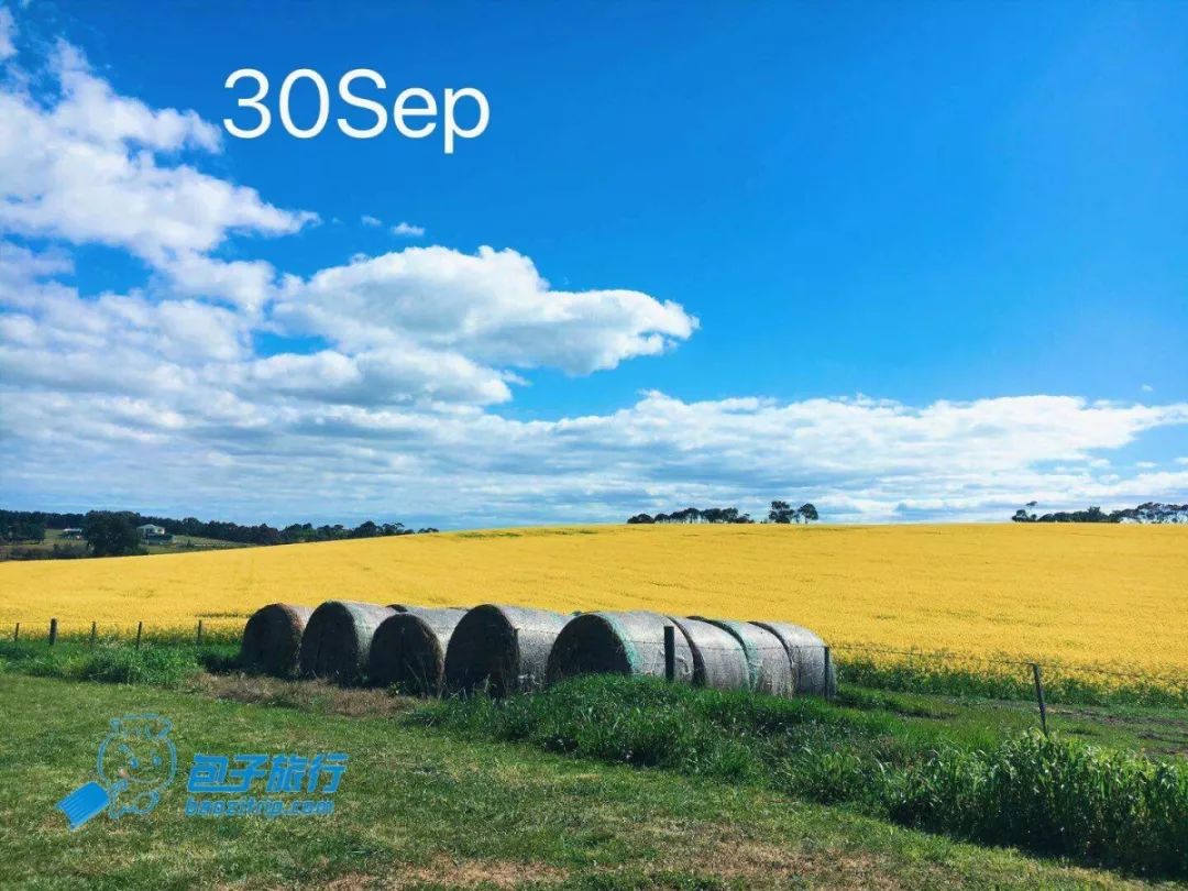 坐游轮出海看大片油菜花!包子原创线路仅$90!