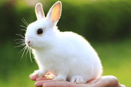两只兔子和白菜猜成语_白菜和猪的情侣头像