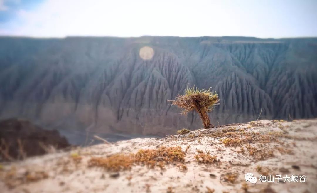 【速看】独山子大峡谷5d玻璃桥最新动态抢先看!