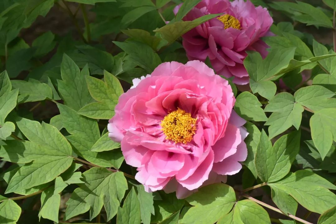 世界最美十大名花排名 736c71d7c95543a3882ac97074d4cb3e.jpeg