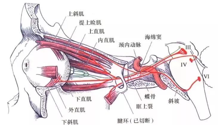 前庭神经将讯息传至位于脑干的前庭神经核,这些神经核接受来自 脊髓