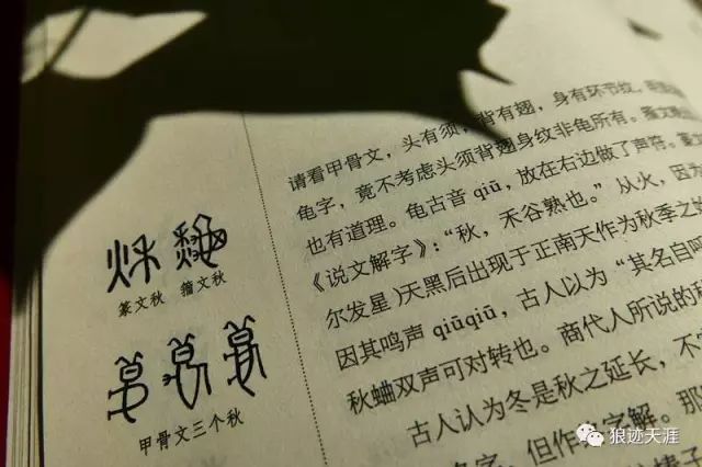 会用蒸熟的日菣草或马尾鬃引逗; 这时好斗的蟋蟀, 便会发出嚁嚁的鸣