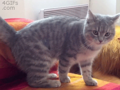 猫为什么喜欢玩尾巴