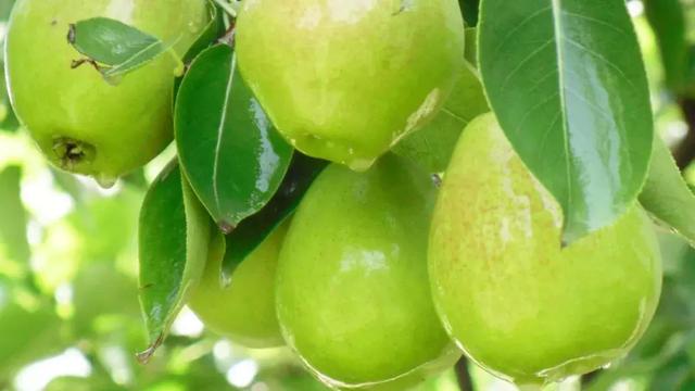 几月份种大头菜最合适 95725618429d4a2fa5e413b194a30742.jpeg