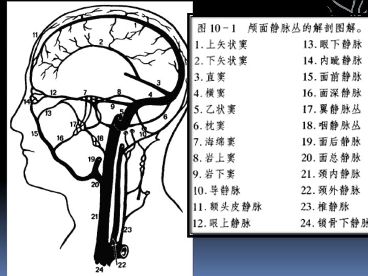 神经解剖| 脑及颈部血管造影图谱