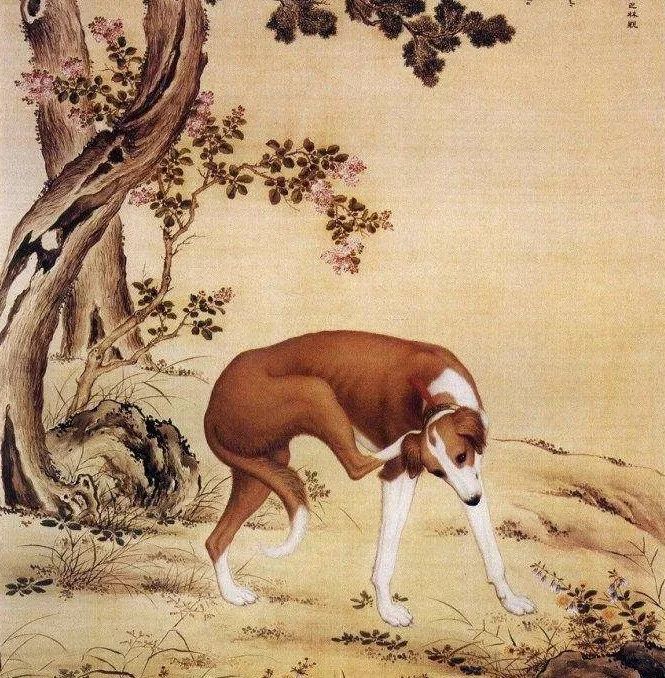 乾隆给猎犬画像?雍正给爱犬设计服装?