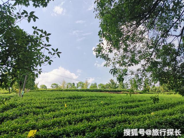 重庆小众网红打卡地,被誉雾都最美茶园,山城的斯里兰卡