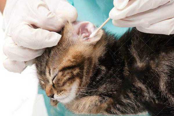 福州千宠百爱宠物医院:怎么区别和治疗猫狗耳垢,耳螨和耳道真菌感染?