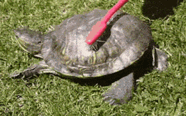 皮肤保护层有几层 cacb3616a9004310af8e591566824dec.gif