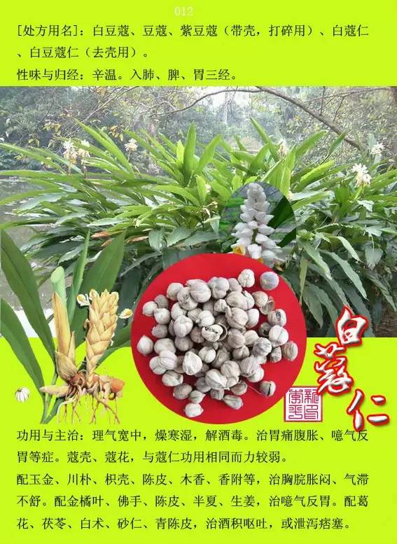 中草药图谱及功效大全 d9c7dde985a441f0b3d223fa3d9b4e06.jpeg