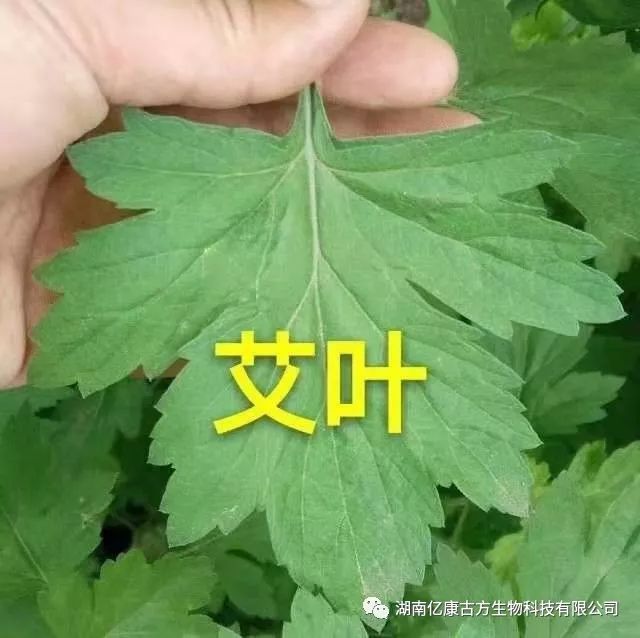 艾灸与荨麻疹