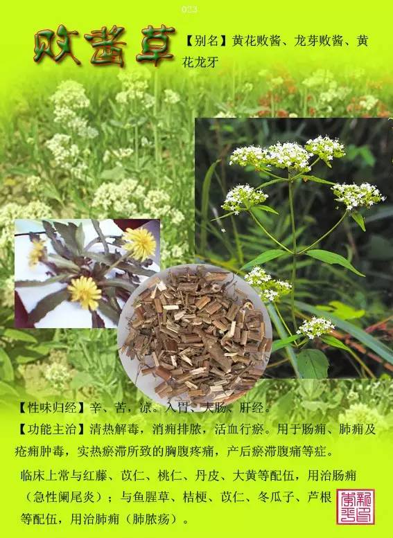 中草药图谱图文大全 e06d01e9421f4b01a2a3ea3b791348b8.jpeg