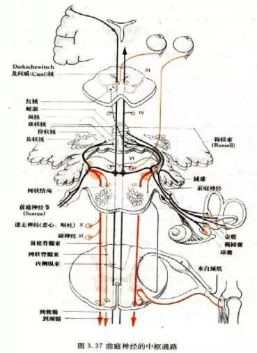 前庭神经将讯息传至位于脑干的前庭神经核,这些神经核接受来自脊髓