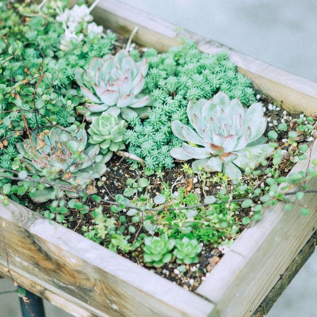 新手多肉植物种植视频 e60dc7ef04a64a6db9cb1f5f09003607.jpeg