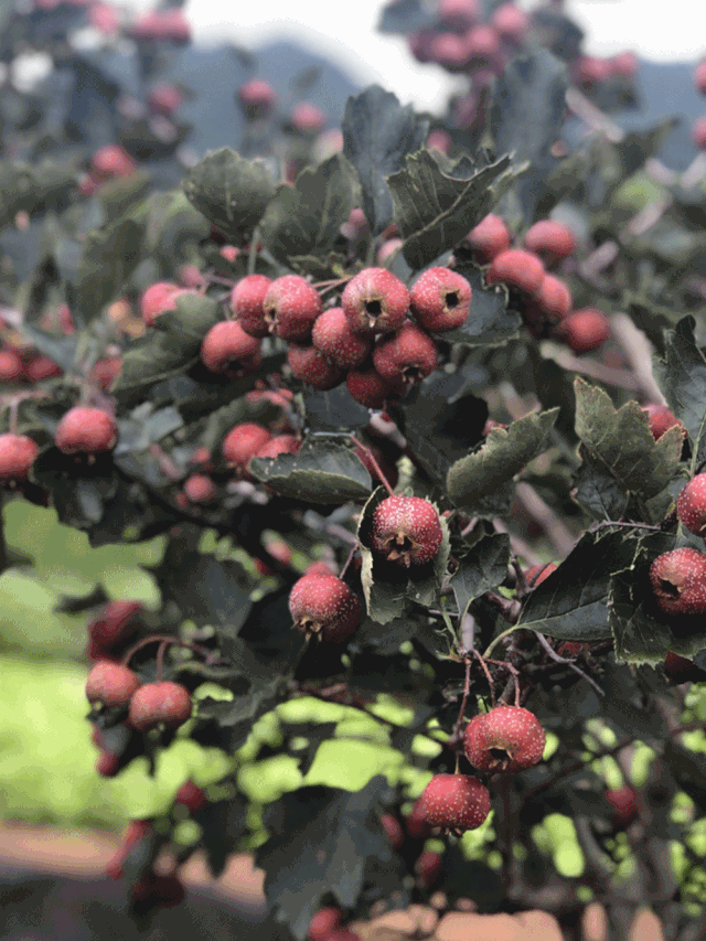 640_853 竖版 竖屏