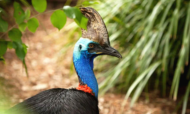 世界上「最兇」的一種鳥，爪子外形就像匕首，棲息在熱帶雨琳！ 寵物 第5張