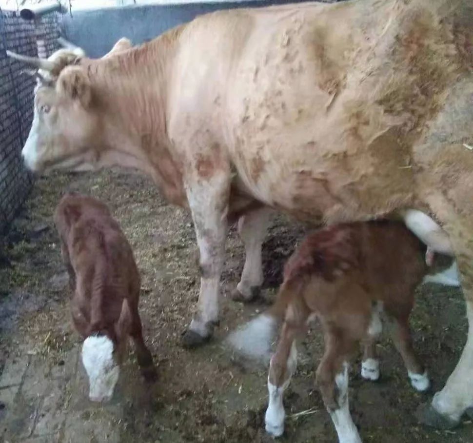 两头母牛都怀孕,一个双胞胎!