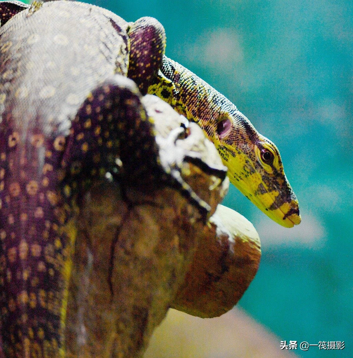 水巨蜥,中国蜥蜴中最大的一种,世界第二大蜥蜴