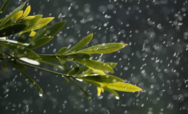 原创纳兰性德在风雨交加的夜晚信手拈来写下一首词成为咏雨名篇