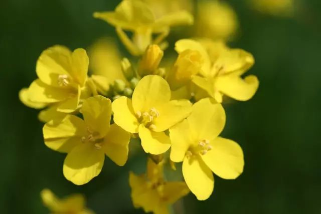 9月8日处女星座花 芥子花 欧洲米迦勒节紫苑 家庭